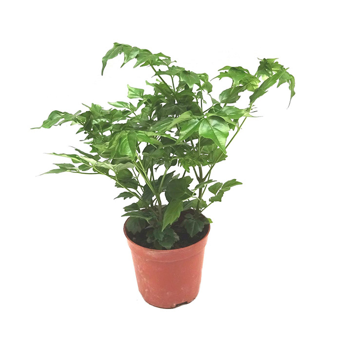 客廳綠植幸福樹(shù)圖片